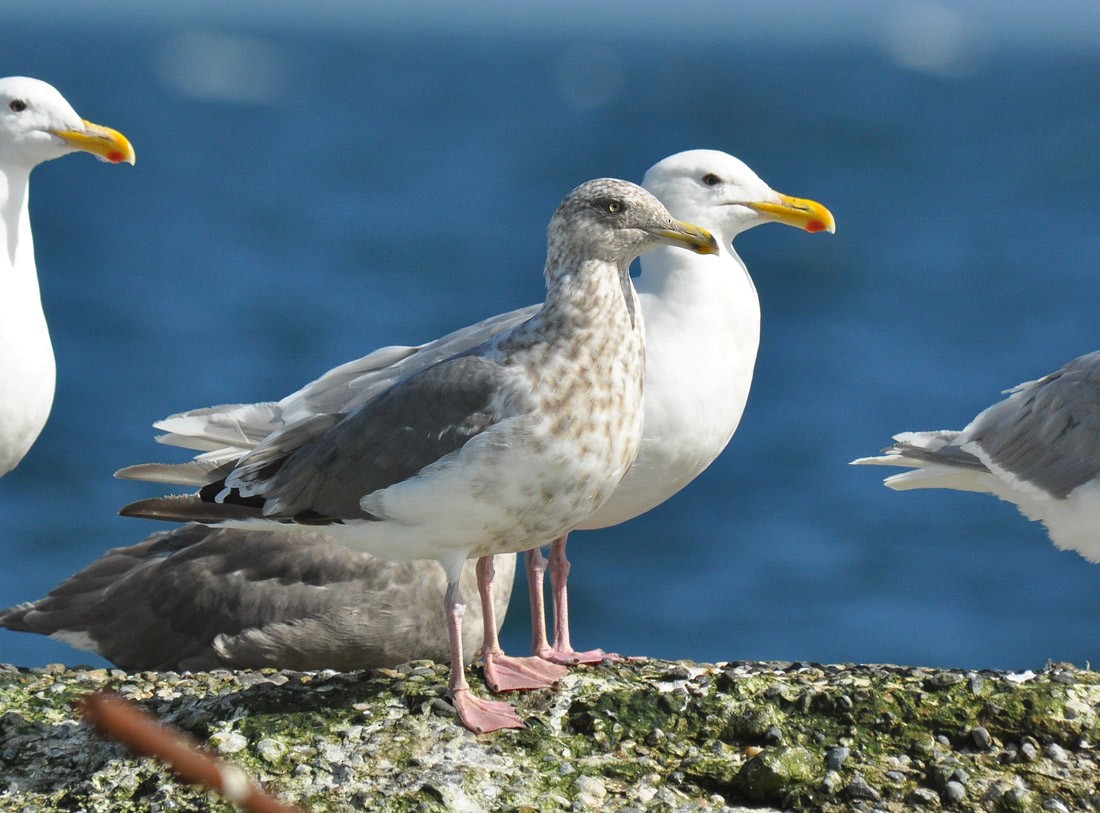 Slaty-backed Gull - ML126497751