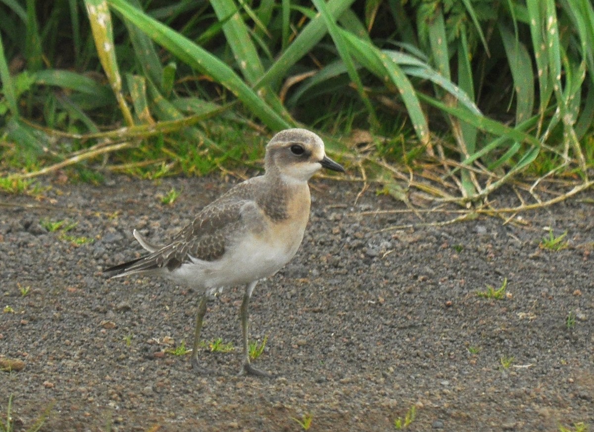 Siberian Sand-Plover - ML126497771