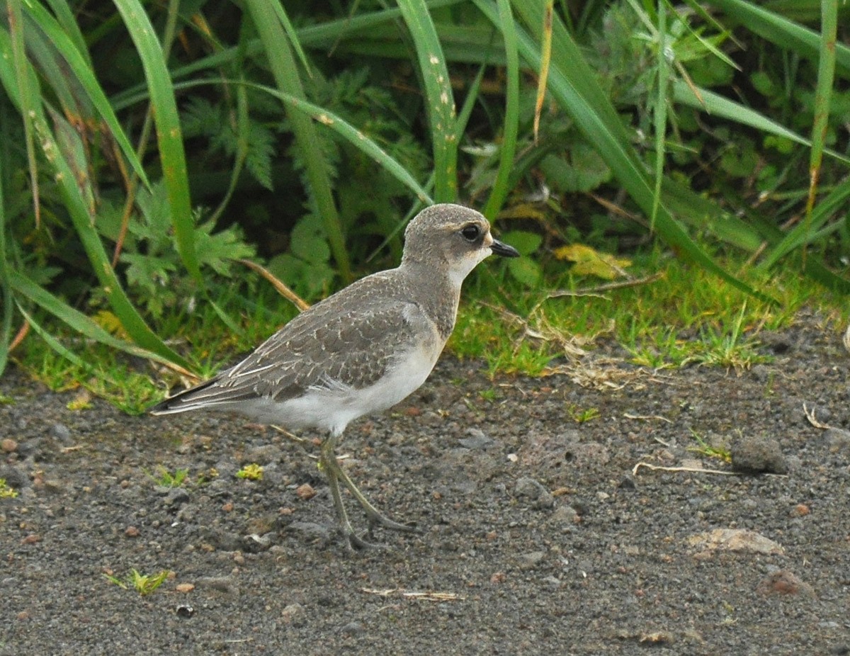 Siberian Sand-Plover - ML126497781