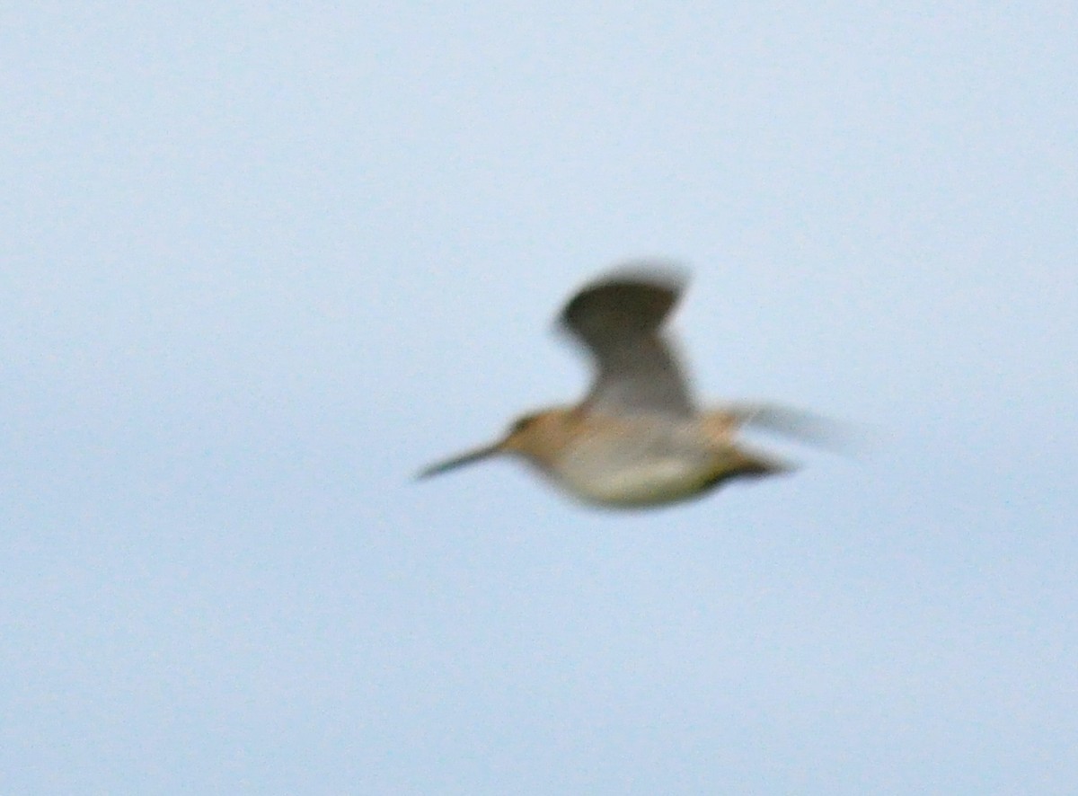 Pin-tailed Snipe - ML126497791