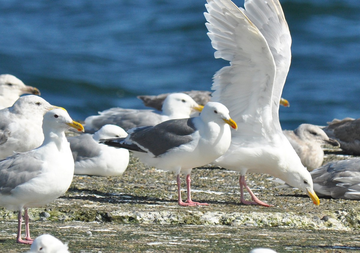 Glaucous-winged x Slaty-backed Gull (hybrid) - ML126497811