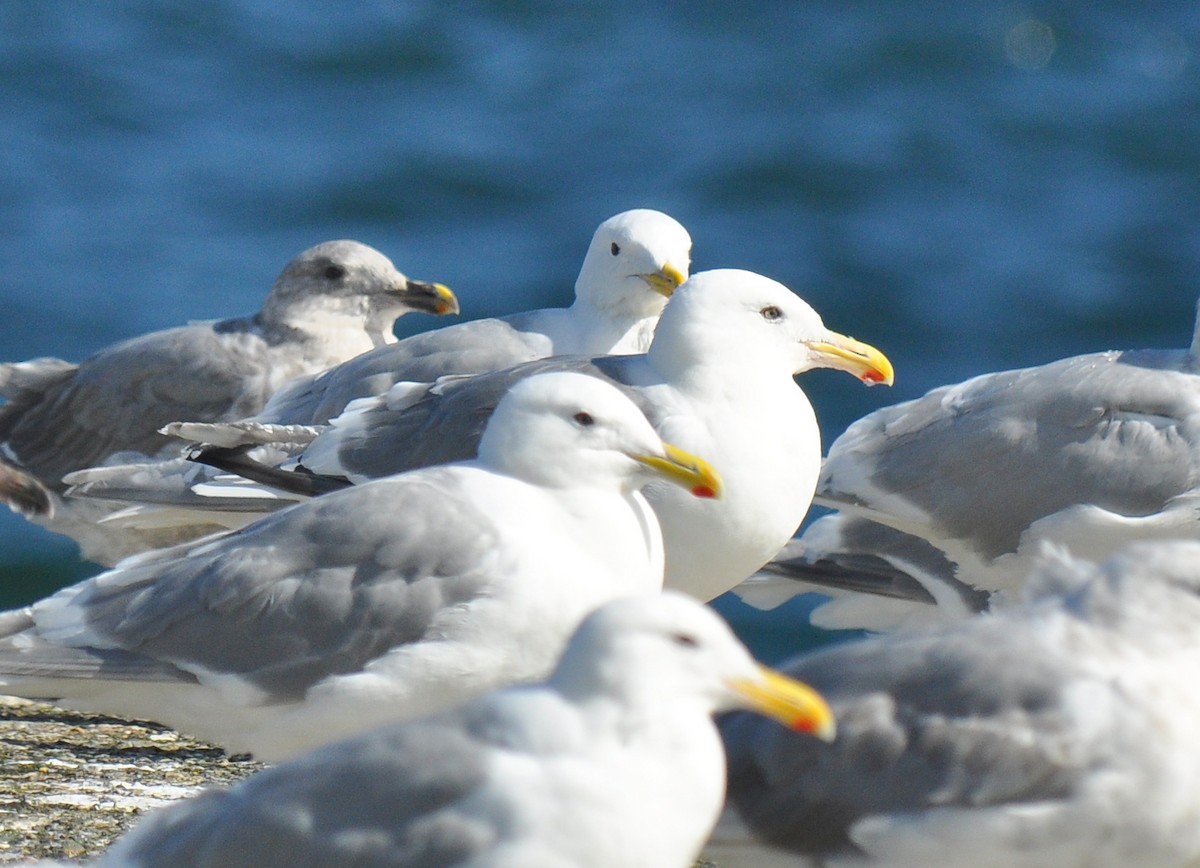 Glaucous-winged x Slaty-backed Gull (hybrid) - ML126497861