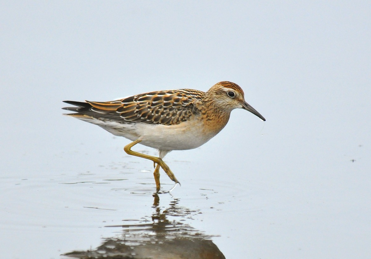 Sharp-tailed Sandpiper - Ryan O'Donnell