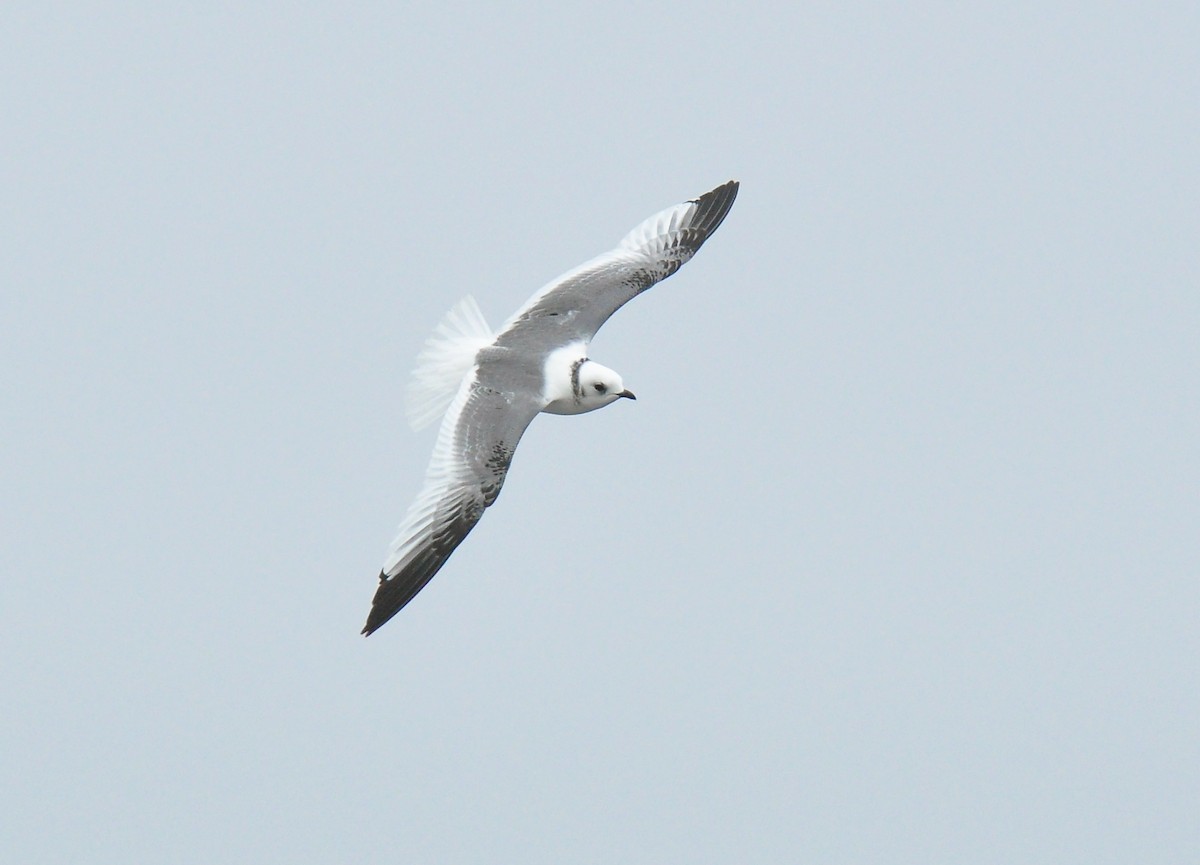 Red-legged Kittiwake - Ryan O'Donnell