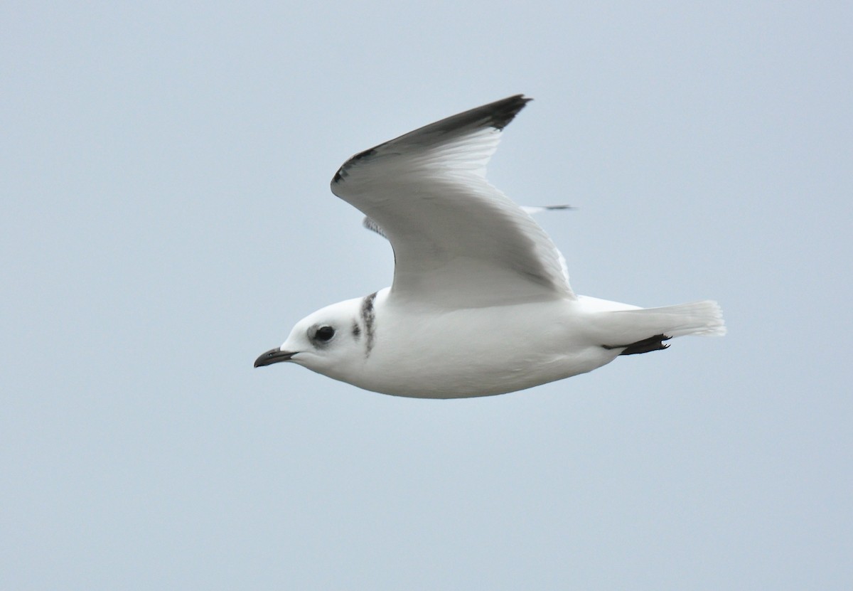 Red-legged Kittiwake - Ryan O'Donnell