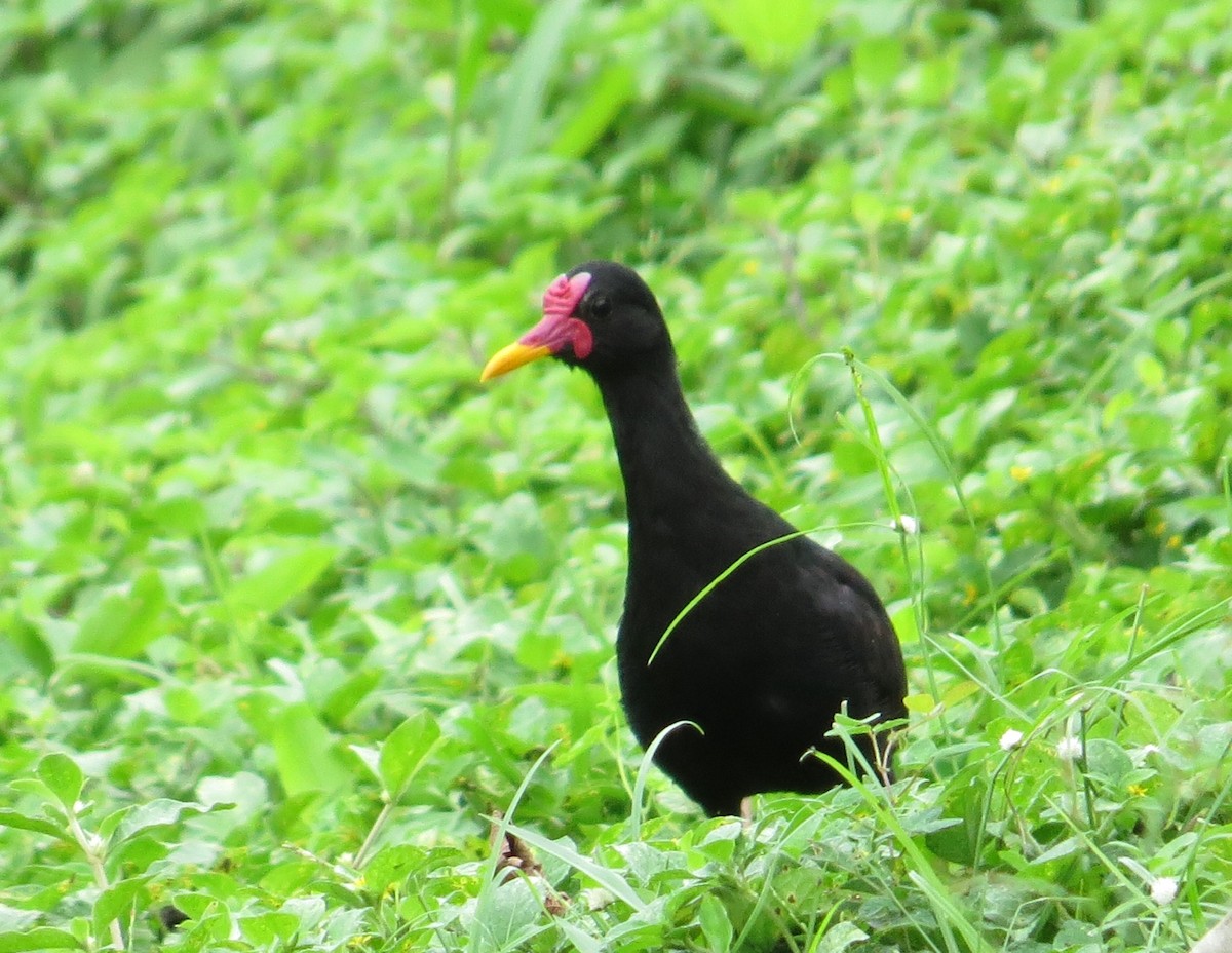 Wattled Jacana - Rick Shaw