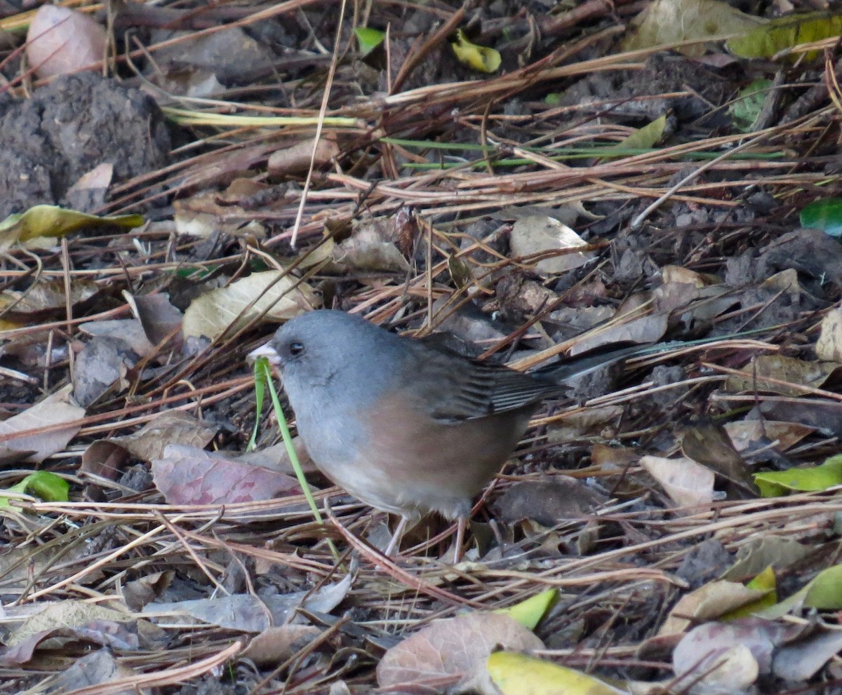 Dark-eyed Junco (Pink-sided) - ML126499611