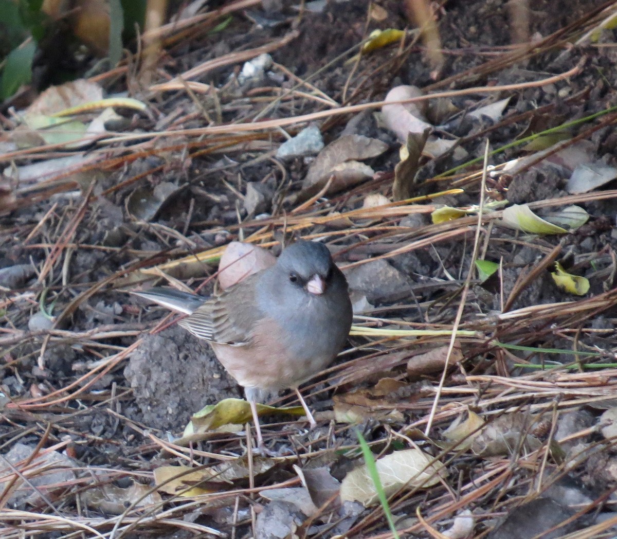 Dark-eyed Junco (Pink-sided) - ML126499661