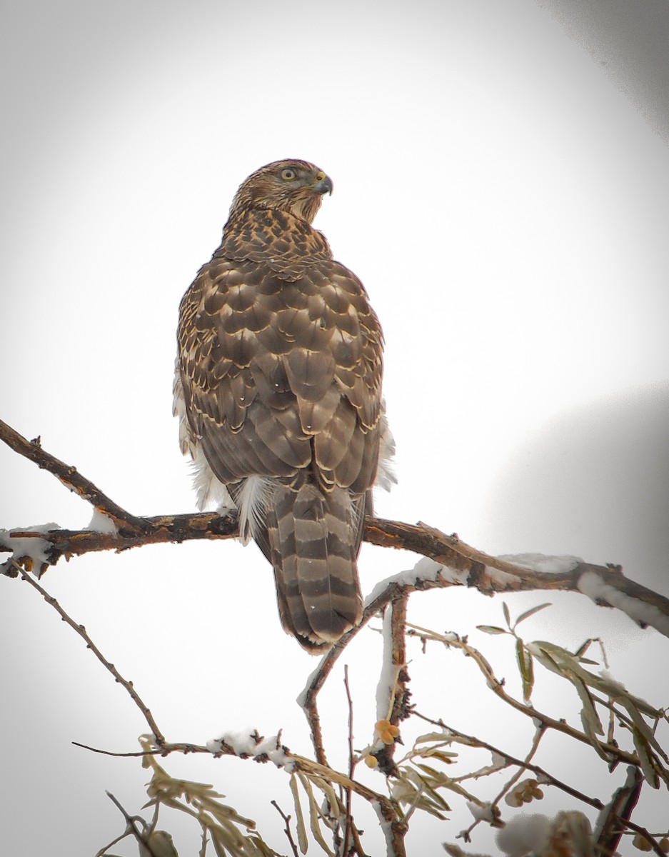 American Goshawk - Ryan O'Donnell