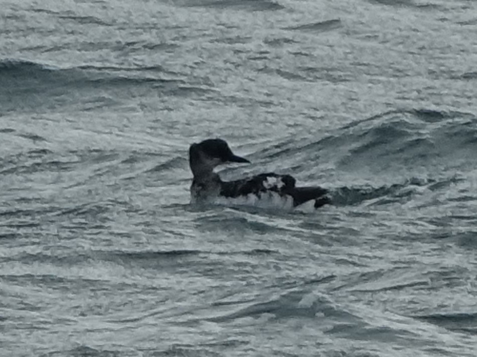 Pigeon Guillemot - ML126500361