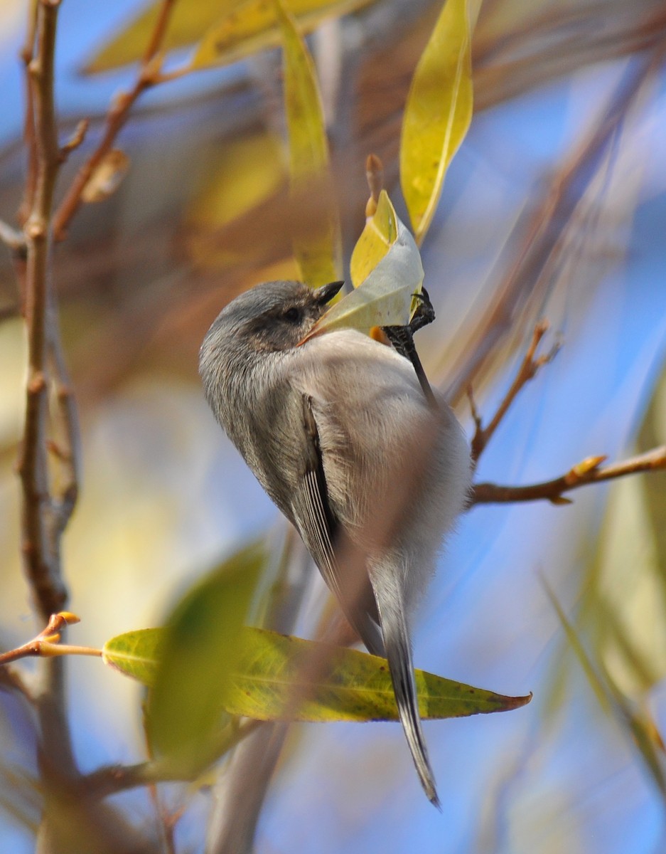 Bushtit (Interior) - ML126500761