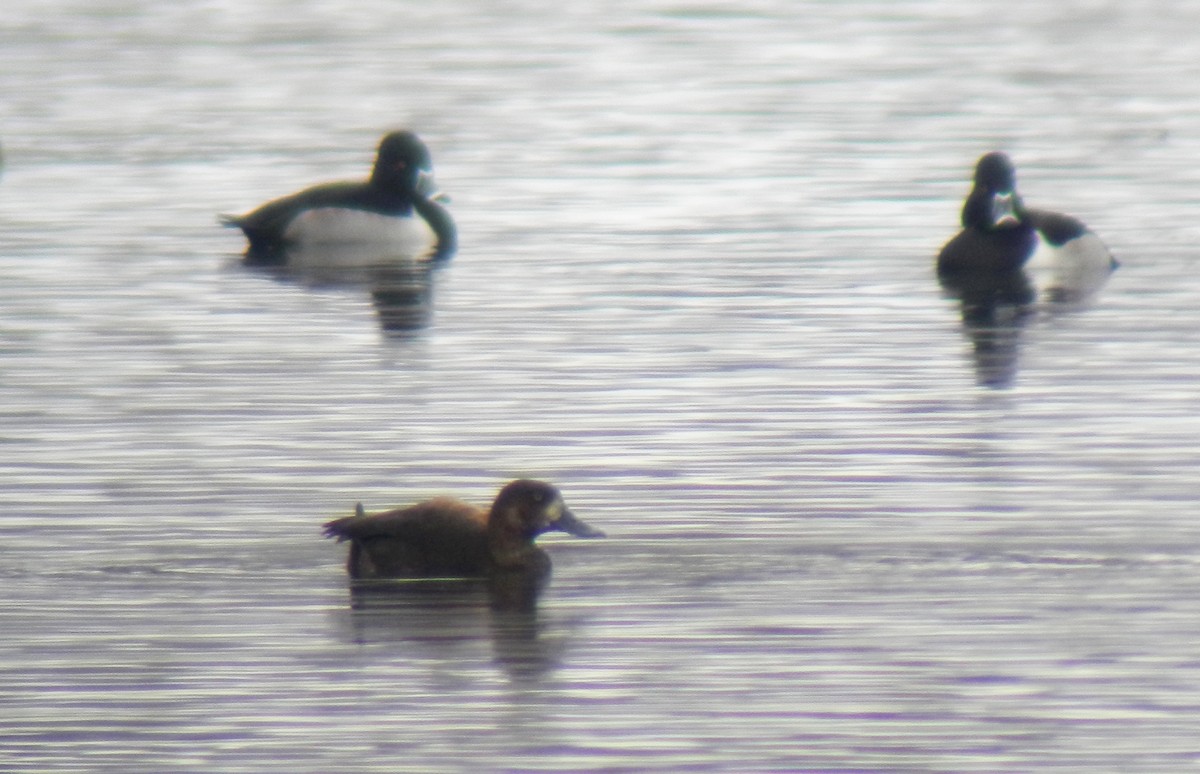 Тэнгисийн шумбуур - ML126501091