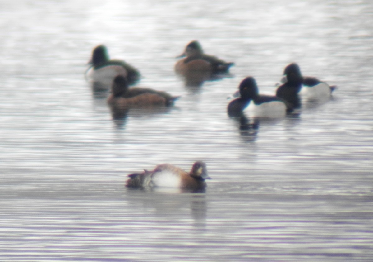 Тэнгисийн шумбуур - ML126501101