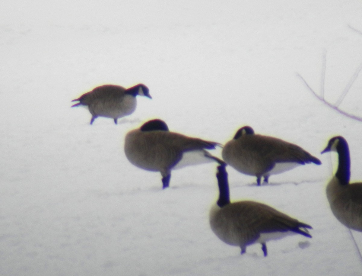 Cackling Goose (Richardson's) - ML126501121