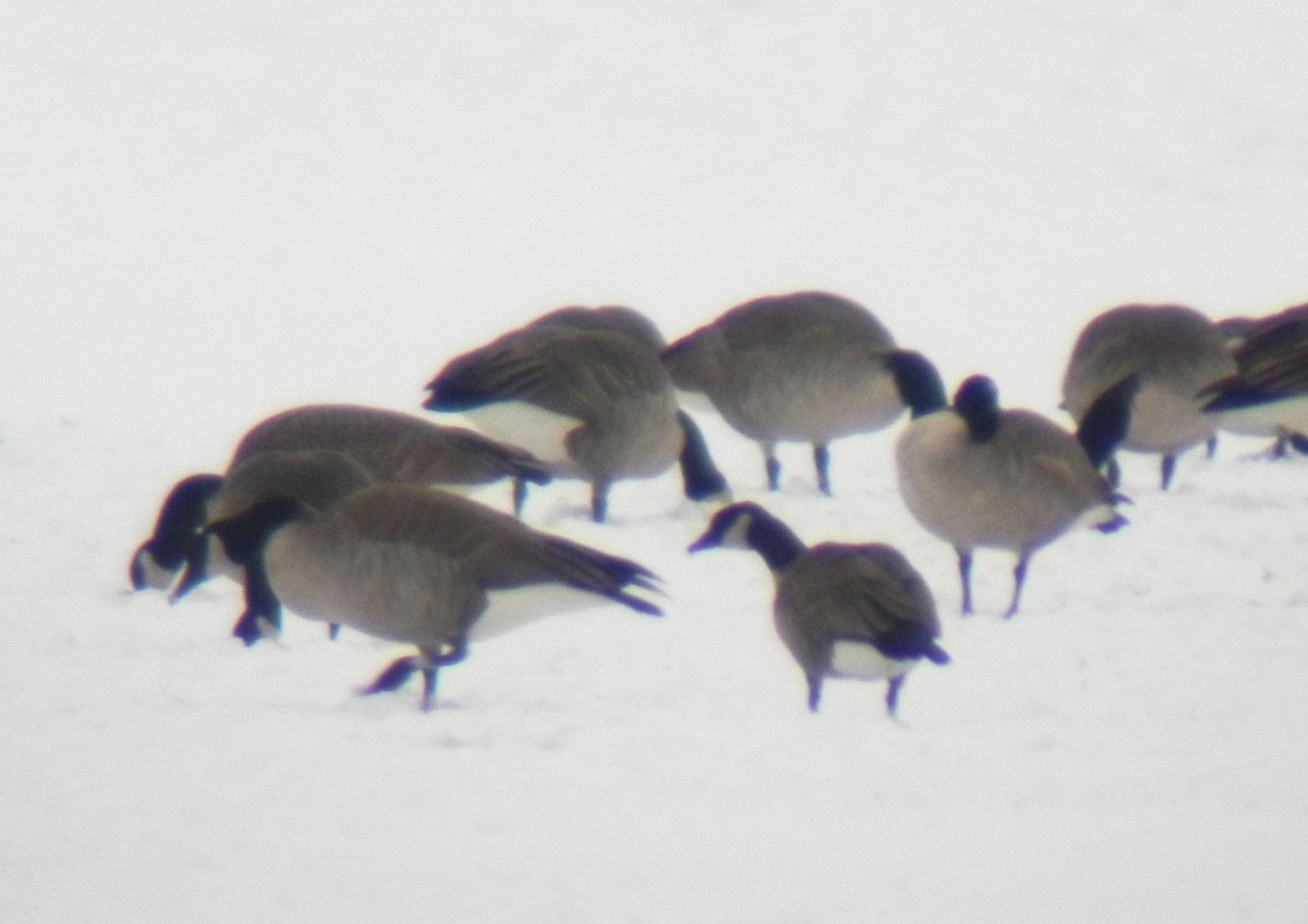 Cackling Goose (Richardson's) - ML126501151