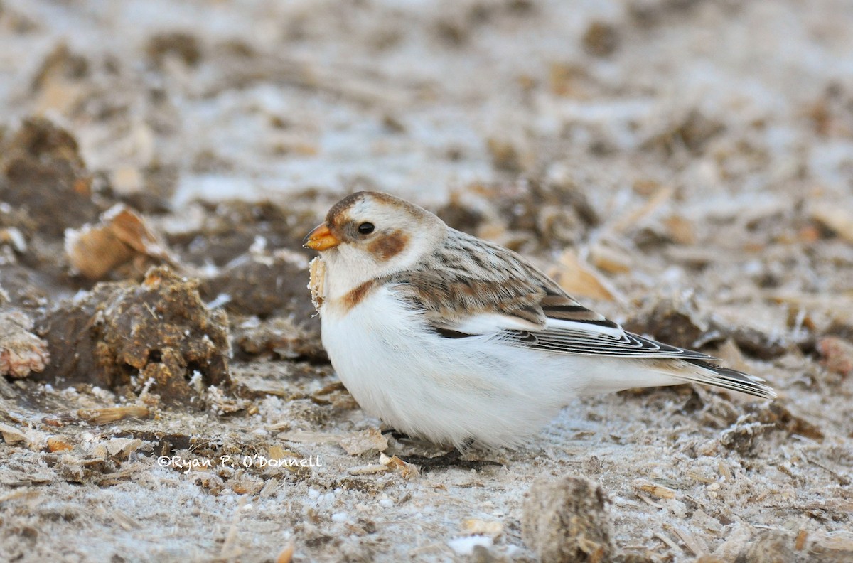 Snow Bunting - ML126502061