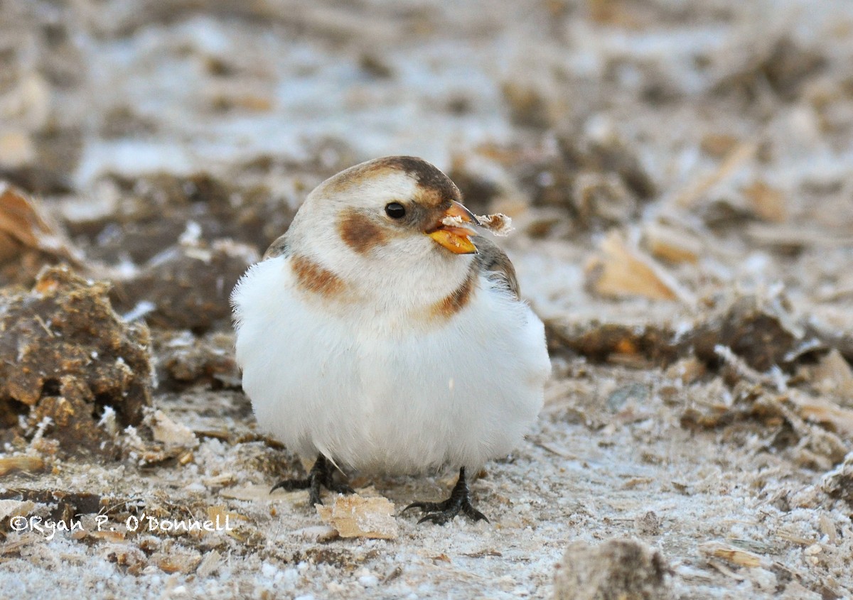 Snow Bunting - ML126502071