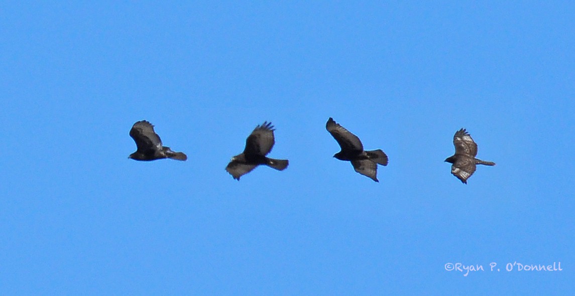 Red-tailed Hawk (Harlan's) - ML126502441