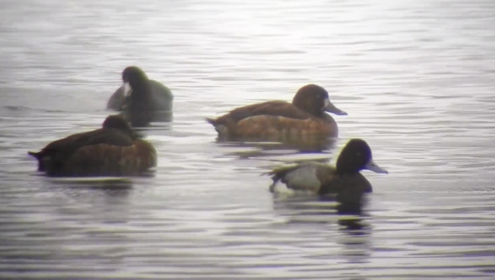 Тэнгисийн шумбуур - ML126502581