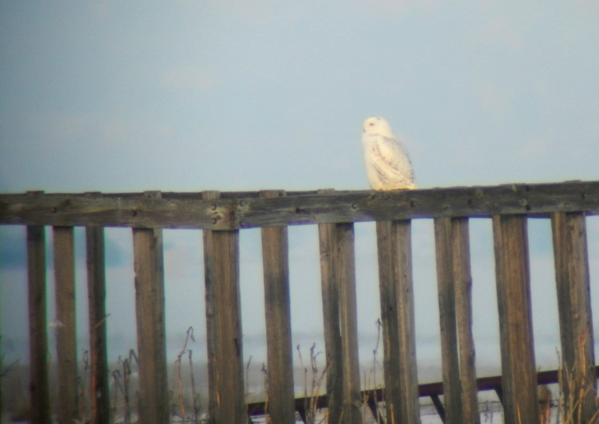 Snowy Owl - ML126503261