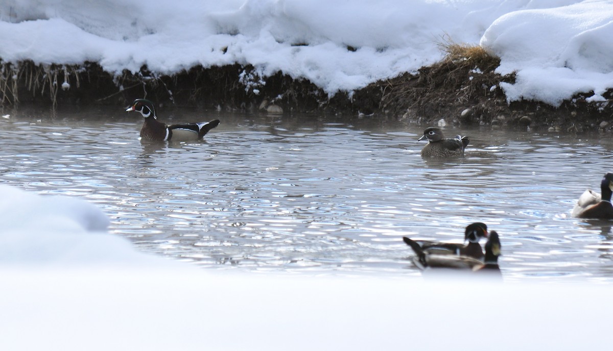 Wood Duck - ML126503481