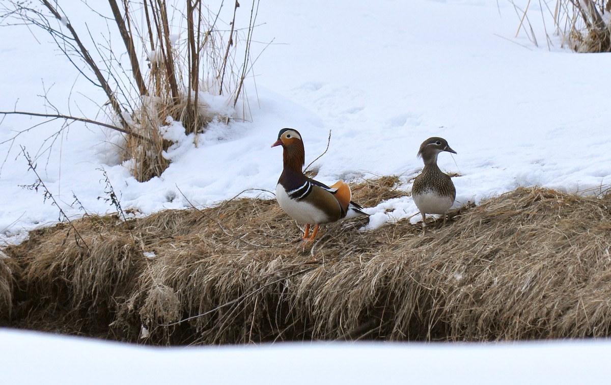 Мандир уранхажин - ML126503491