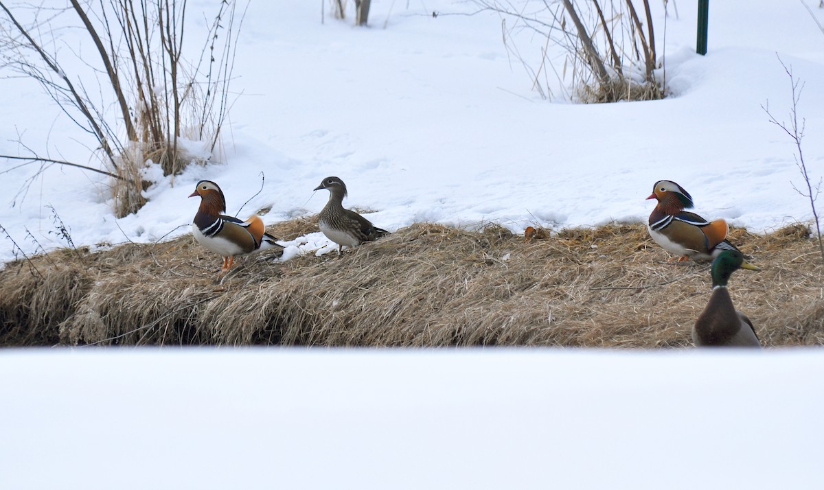 Мандир уранхажин - ML126503501