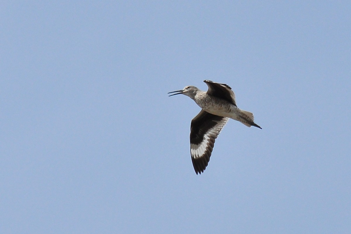 Willet (Western) - Ryan O'Donnell