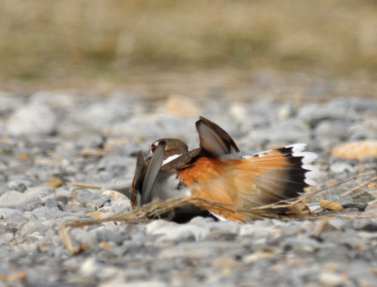 Killdeer - Ryan O'Donnell