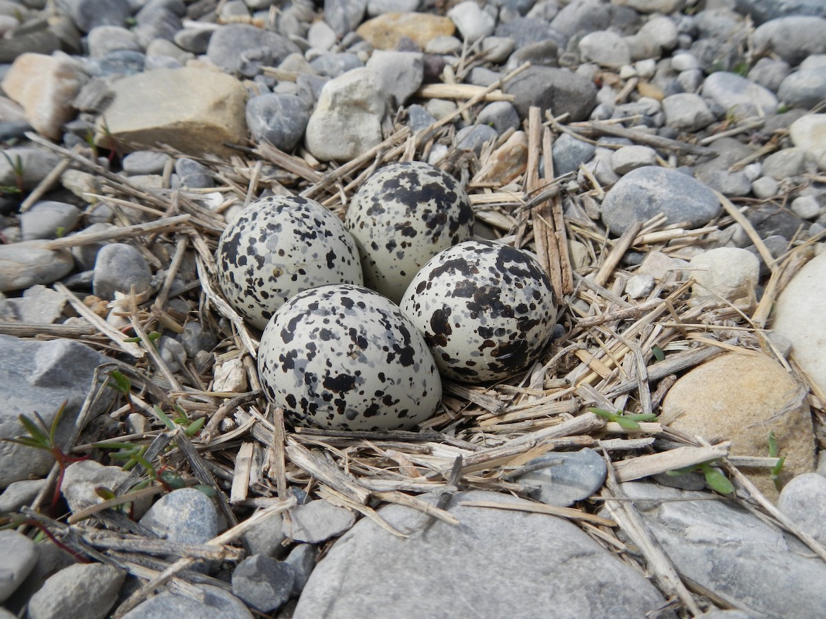 Killdeer - Ryan O'Donnell