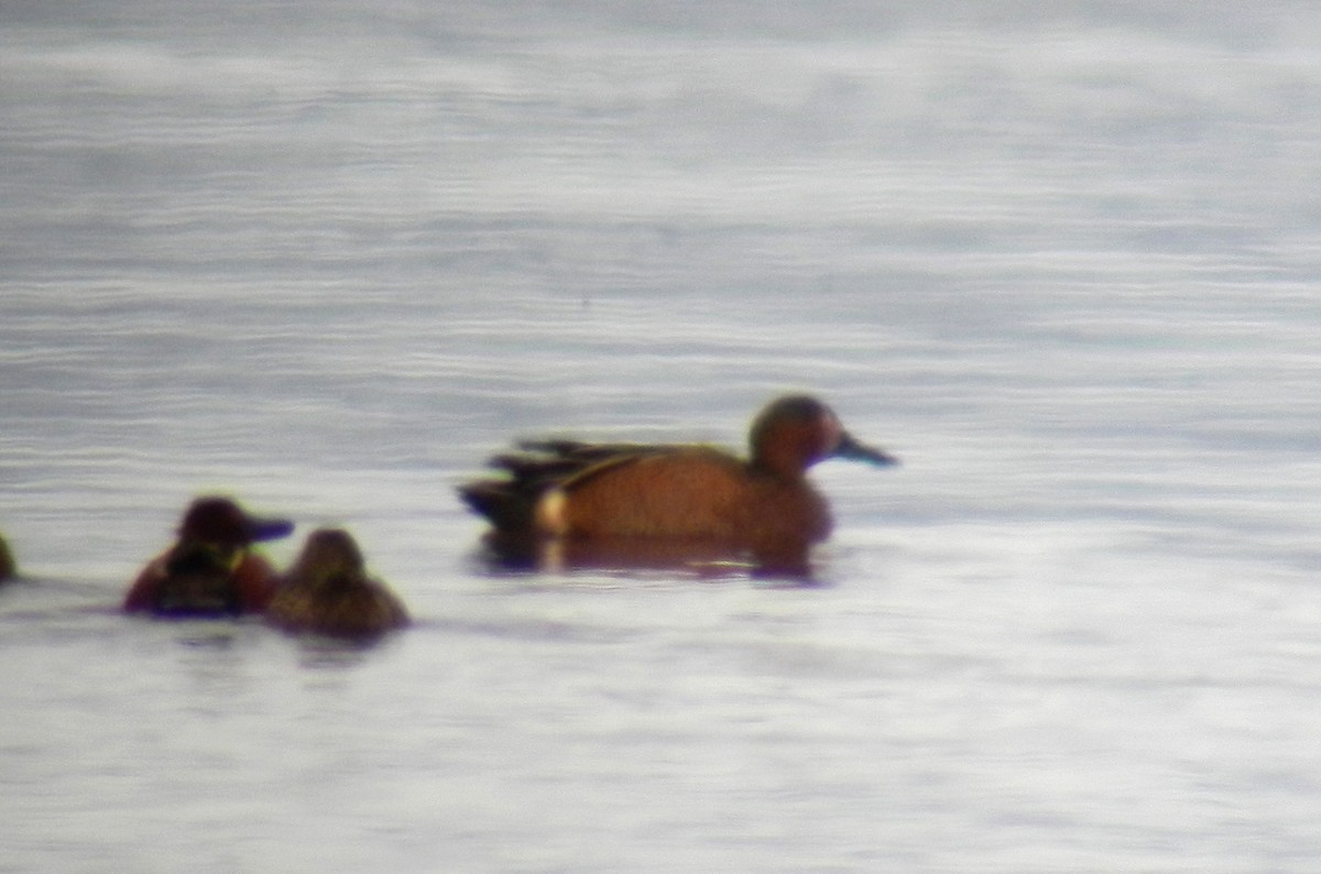 Blue-winged x Cinnamon Teal (hybrid) - ML126504231