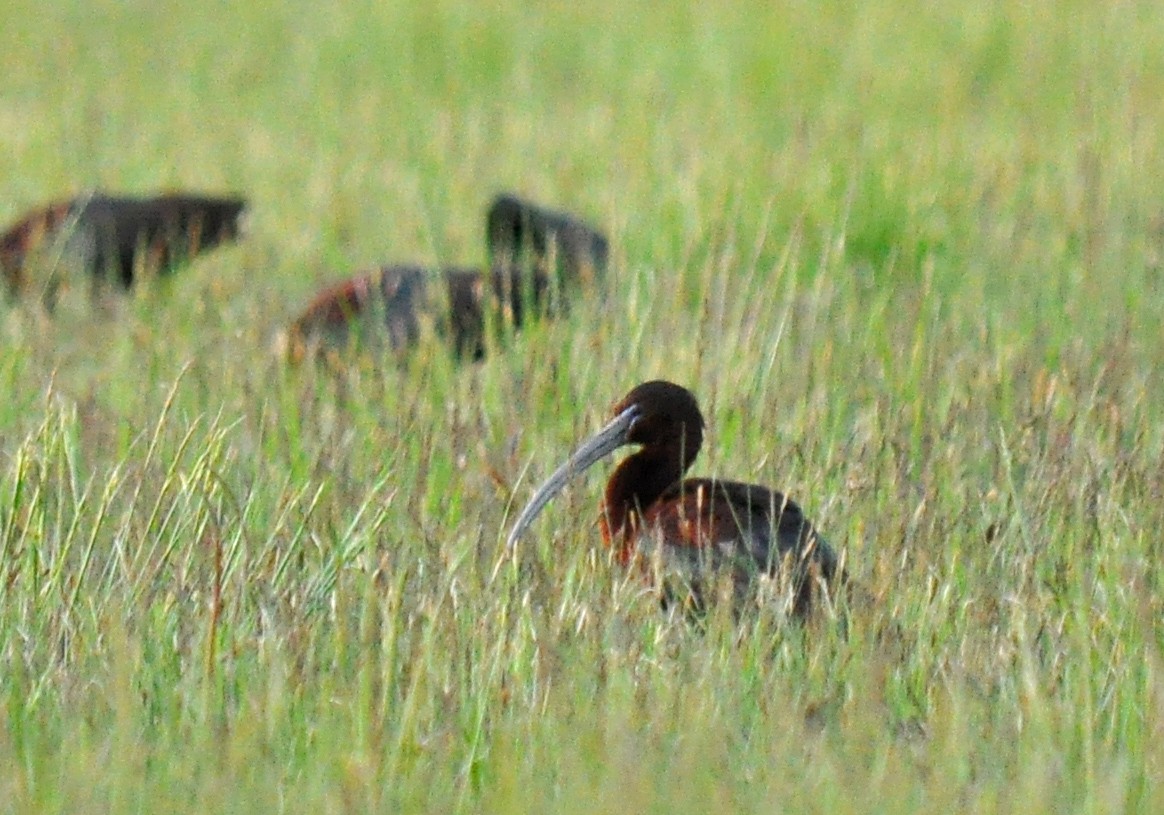 Glossy Ibis - ML126505181