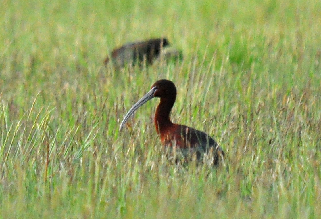 Glossy Ibis - ML126505191