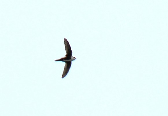 White-throated Swift - Ryan O'Donnell