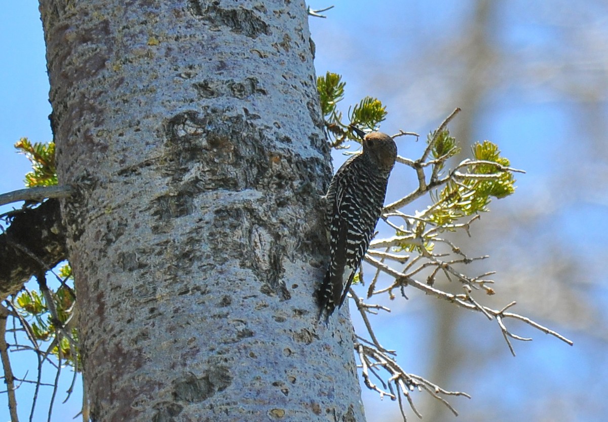 Williamson's Sapsucker - ML126505391