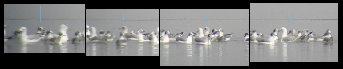 Short-billed Gull - Ryan O'Donnell