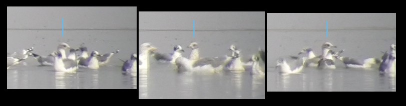 Short-billed Gull - Ryan O'Donnell