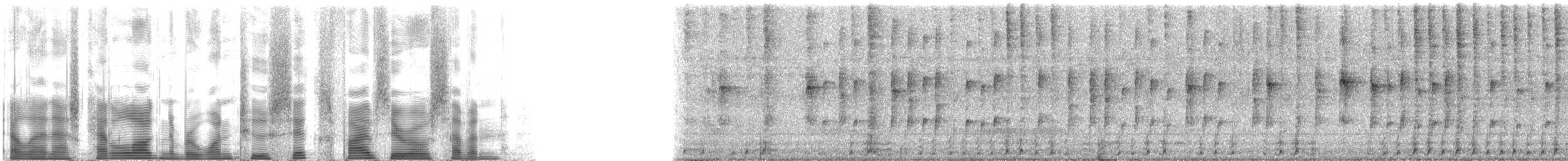 American Red Squirrel - ML126507