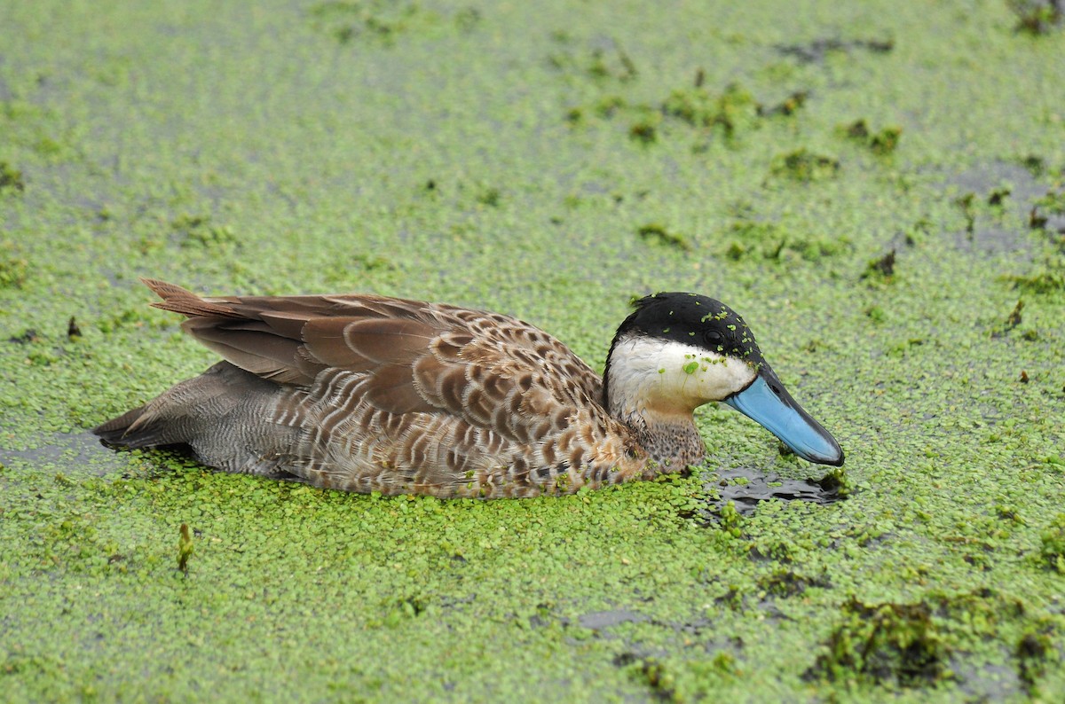 Puna Teal - ML126507131