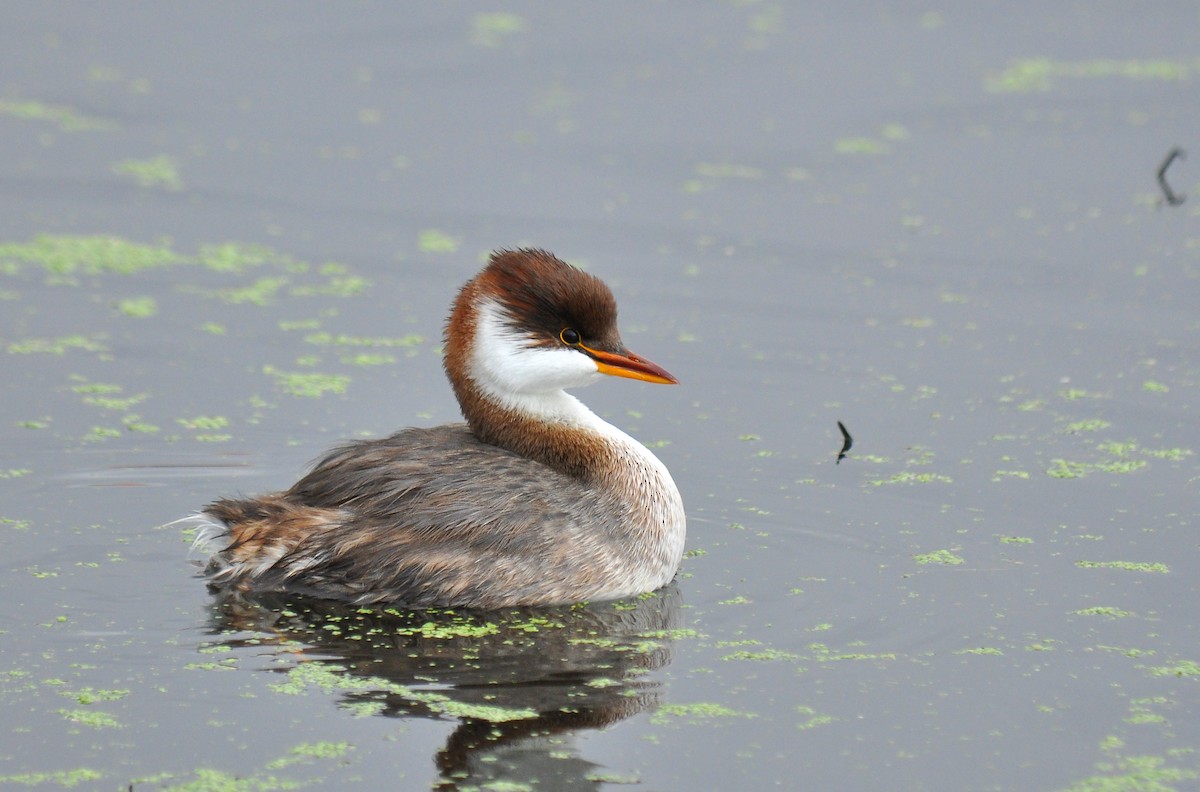 Titicaca Grebe - Ryan O'Donnell
