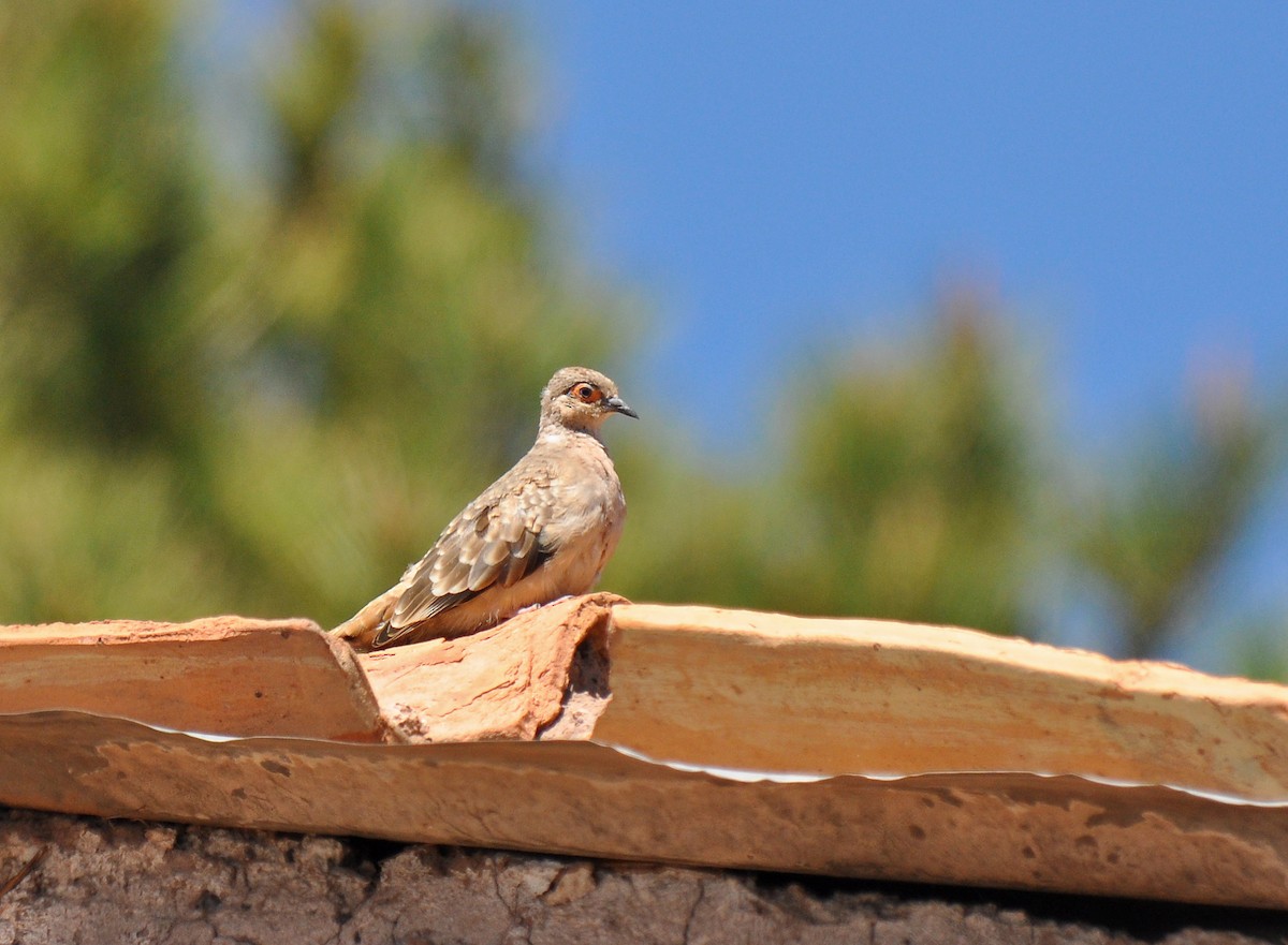 Bare-faced Ground Dove - ML126507561
