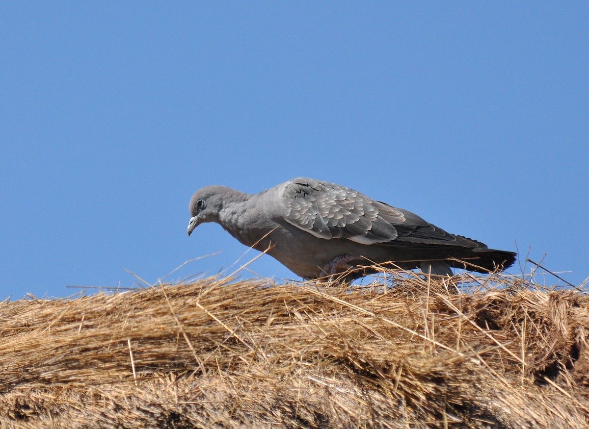 Spot-winged Pigeon - ML126507571