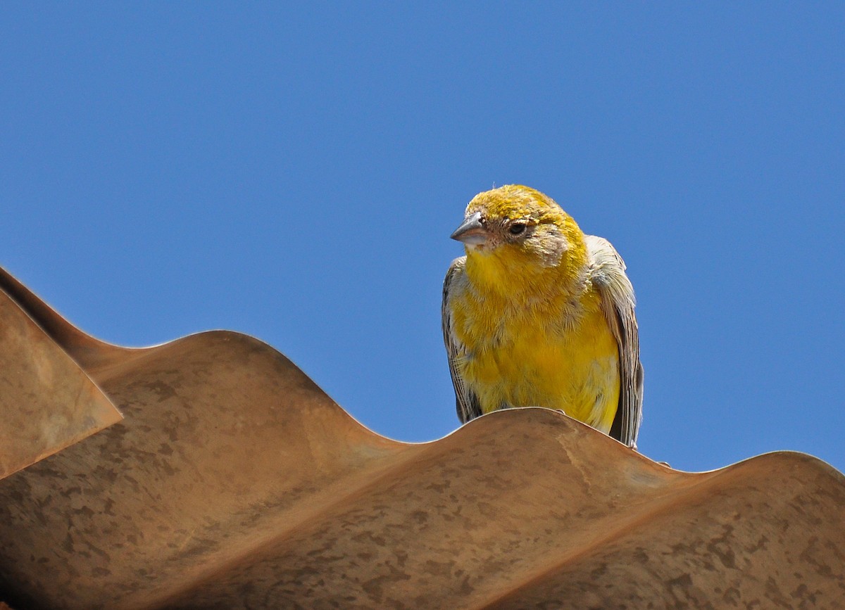 Bright-rumped Yellow-Finch - ML126507591