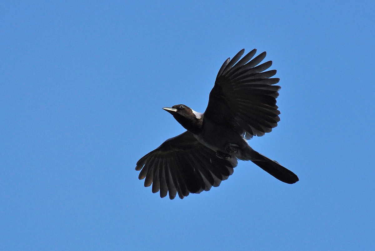 Violaceous Jay - ML126509151