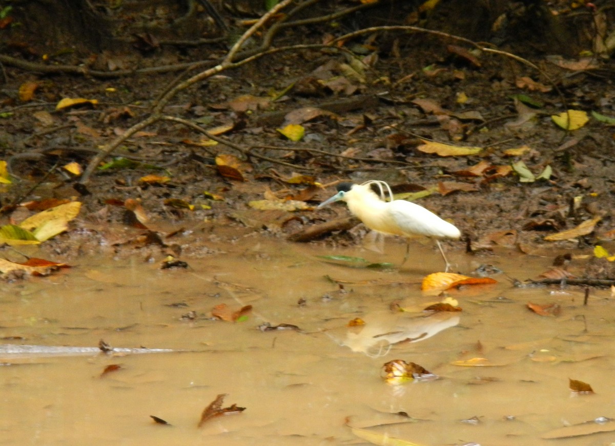 Capped Heron - ML126509251