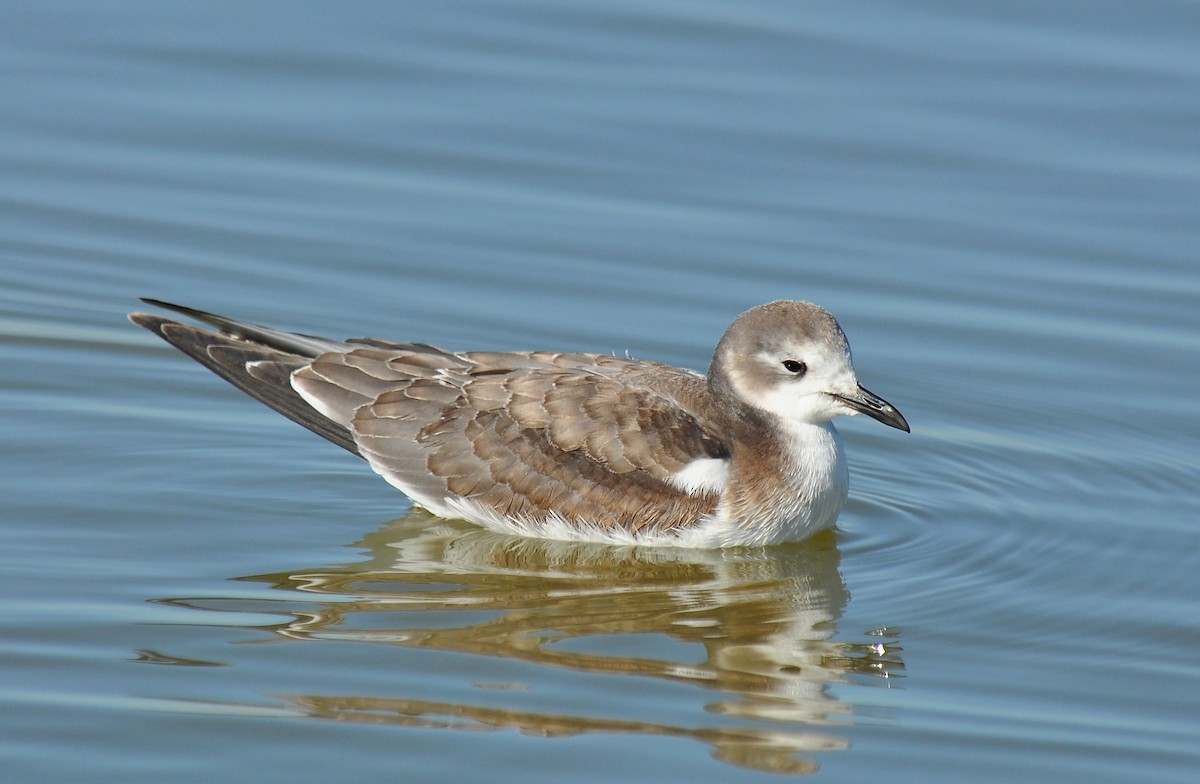 Sabine's Gull - Ryan O'Donnell