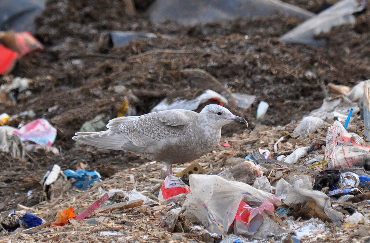 Glaucous-winged Gull - ML126509651