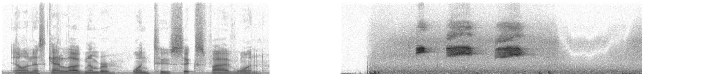 Bootschwanzgrackel - ML12651