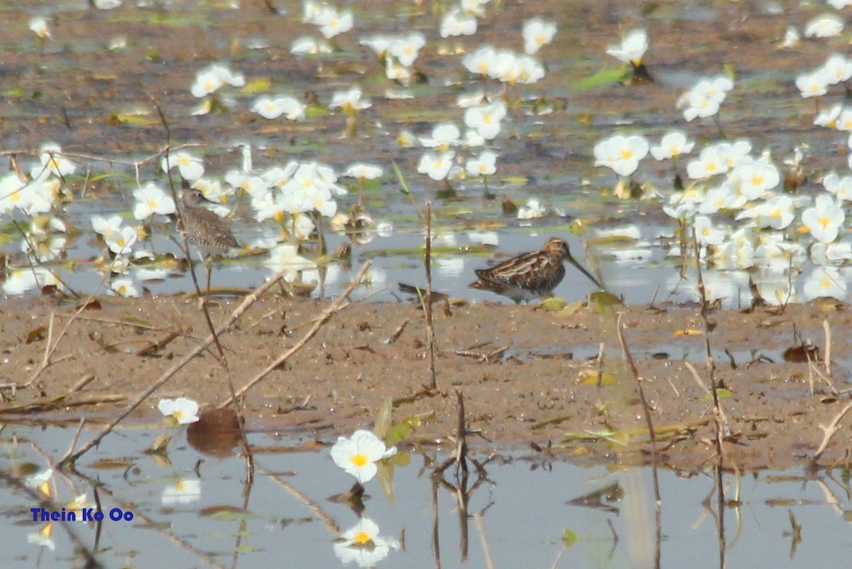 Common Snipe - ML126512281