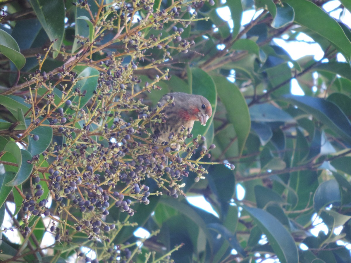 House Finch - ML126512301